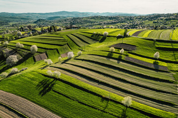 Spring Slovakia landscape. Nature fields with blooming cherries. Unique ecological land management. Polana region, Hrinova, Slovakia Europe. © Zedspider