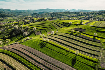 Spring Slovakia landscape. Nature fields with blooming cherries. Unique ecological land management. Polana region, Hrinova, Slovakia Europe. © Zedspider