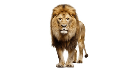 Plakat lion standing isolated on transparent background . made with generative Ai. 