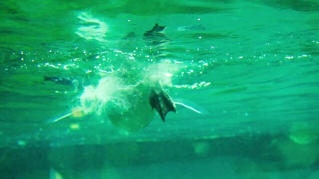 A crested rockhopper penguin defecates in the water while swimming in the zoo.
