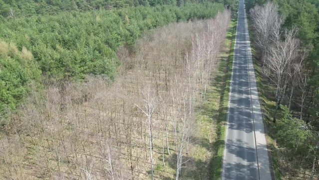 Aerial view of an asphalt road among forest trees