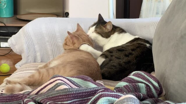 The cats are hugging each other and playing, at home on the sofa.