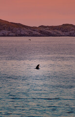 Wild killer whales in Lofoten islands, Norway