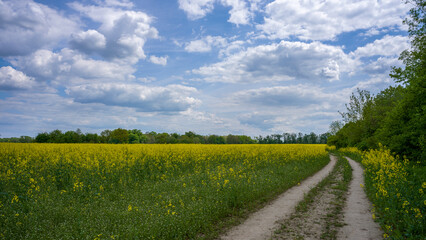 ein blühendes rapsfeld vor blauem himmel mit wolken
