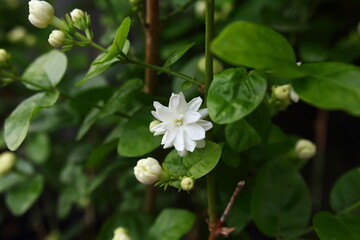white indian jasmine or mogra flower on plant