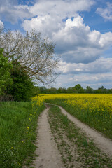 ein blühendes rapsfeld vor blauem himmel mit wolken