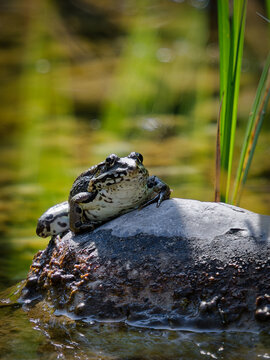 frog sitting on a rock