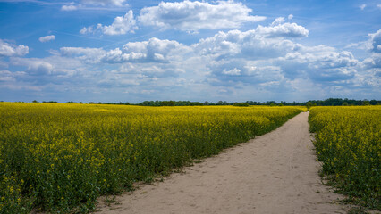 ein blühendes Rapsfeld vor blauem Himmel mit Wolken