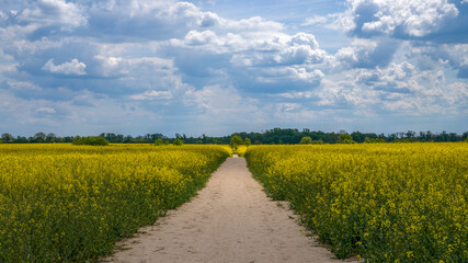 ein blühendes Rapsfeld vor blauem Himmel mit Wolken