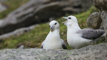 Fulmar