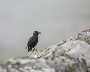 Starling