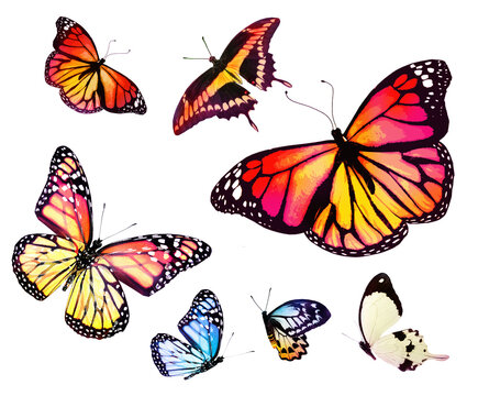 Color butterflies as set, isolated on white