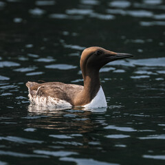 Guillemot