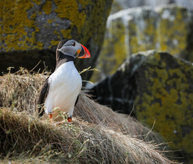 atlantic puffin