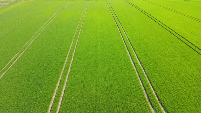 Drone flight over a growing green wheat field in spring