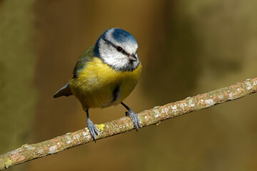 Blue Tit perched on branch against a soft background. Taken at RSPB Middleton Lakes