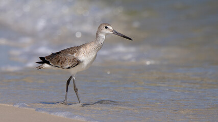 One Willet walking along a quiet beach with surf in the background