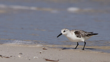 One sanderling standing at the edge of the sea