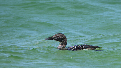 Closeup of one Common Loon swimming