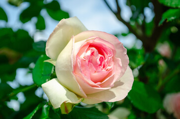 Dusky pink rose