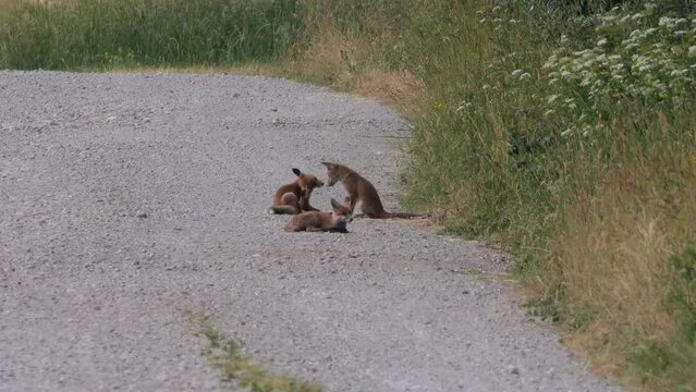 Rotfuchswelpen (Vulpes vulpes) auf Feldweg 