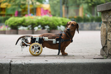 Handicapped dachshund dog on a wheel car. Portrait of a paralyzed pet on a wheelchair on a walk in the park