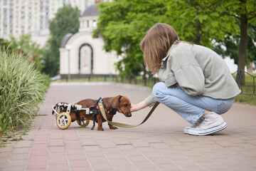 Young girl walking with a handicapped dog on a wheelchair. Pet owner caring for a paralyzed...