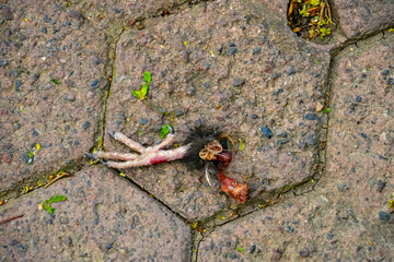 dead bird leg on the ground