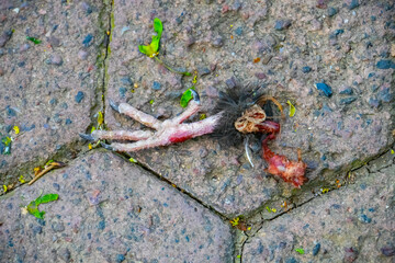 dead bird leg on the ground