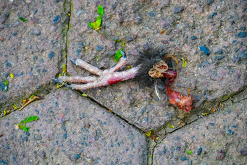 dead bird leg on the ground