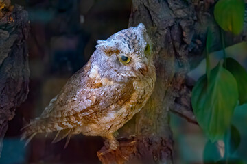 A large stuffed owl. Brown dummy owl home decoration. The study of bird species