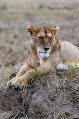 Wild lioness in the Serengeti National Park in the heart of Africa