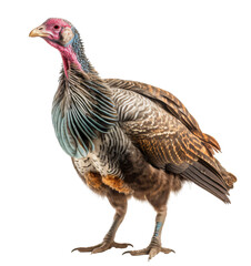 Turkey isolated on the transparent background PNG. AI generative.