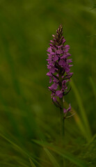 Dactylorhiza praetermissa, the southern marsh orchid or leopard marsh orchid, is a commonly occurring species of European orchid