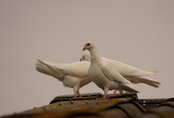 Wedding doves on a roof