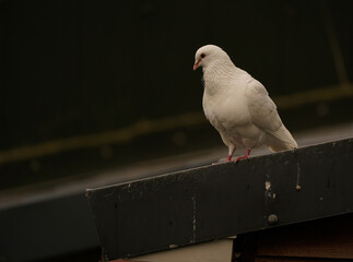 A wedding dove on a roof