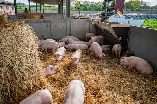 Mehr Tierwohl geht fast nicht, Ferkeln haben ein gro&szlig;r&auml;umiges Platzangebot sowohl im Innenbereich als auch im Bewegungsbereich, die Strohunterlage wird gerne durchw&uuml;hlt.