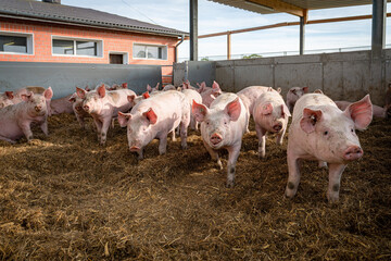 Mastschweine werden in einen Betrieb mit Haltungsstufe 4 gehalten, reichlich Platz im...