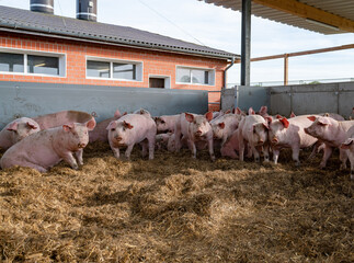 Mastschweine werden in einen Betrieb mit Haltungsstufe 4 gehalten, reichlich Platz im...