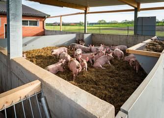 Eingestreute, große Bucht mit Mastschweine eines Stalles der Haltungsstufe 4