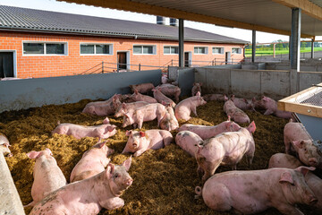 Mastschweine in einen Schweinestall der Haltungsstufe 4, liegend und dösend in ihrer Bucht im Außenbereich.