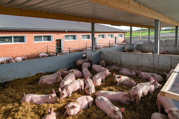 Mastschweine in einen Schweinestall der Haltungsstufe 4, liegend und dösend in ihrer Bucht im Außenbereich. © Countrypixel