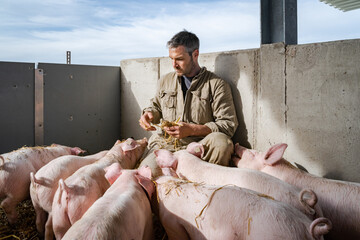 Junglandwirt wird von seinen Schweinen eingekreist, als er sich in der Bewegungsbucht mit Stroh...
