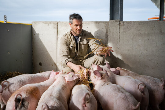 Junglandwirt kniet in einer Bewegungsbucht und schaut nach der Gesundheit der Schweine.