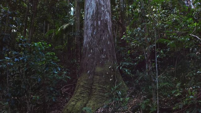 High tree in jungle forest of Queensland. Massive tall trunk camera ascend