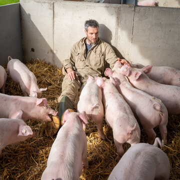 Landwirt sitzt in einer eingestreuten Schweinebucht und läßt von den Schweinen anknabbern.