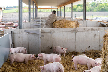 Bewegungsbuchten im Innen- und Außenbereich eines Schweinestalles der Haltungsstufe 4, Landwirt...