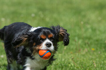 cavalier with ball