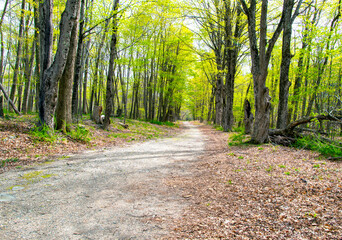 spring day on the  trail i at the quabbin reservoir