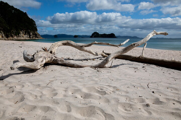 Drift Wood on New Zealand Beach